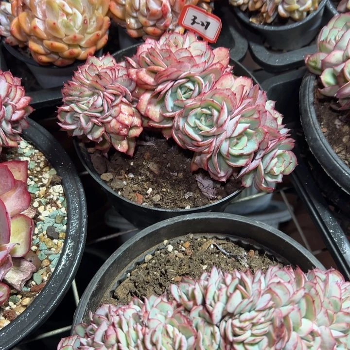 星***星精品多肉植物老桩