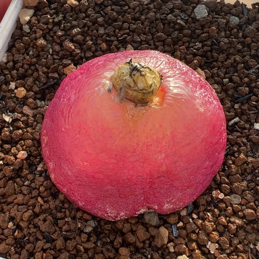 852多肉植物百科