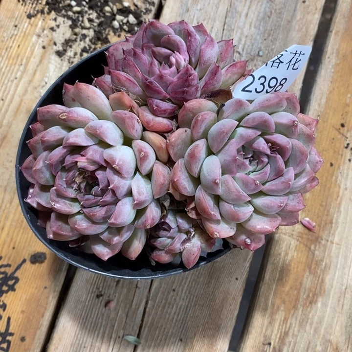 用****3精品多肉植物2398