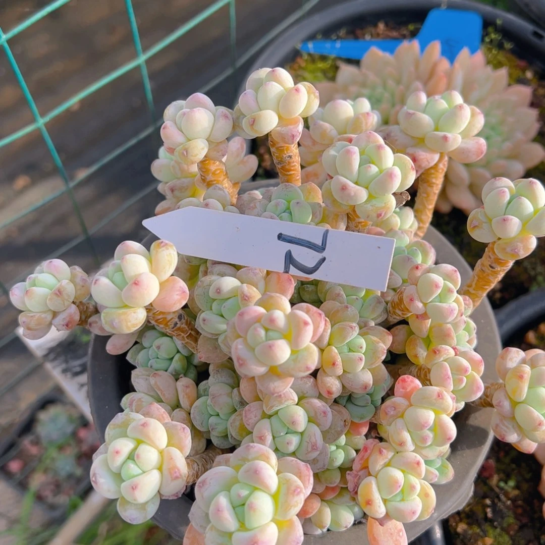 香玉的故事是一个人的故事