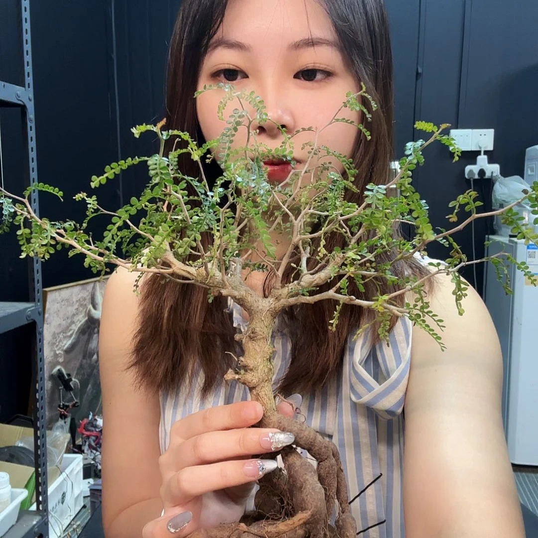 象足漆树裸根发。