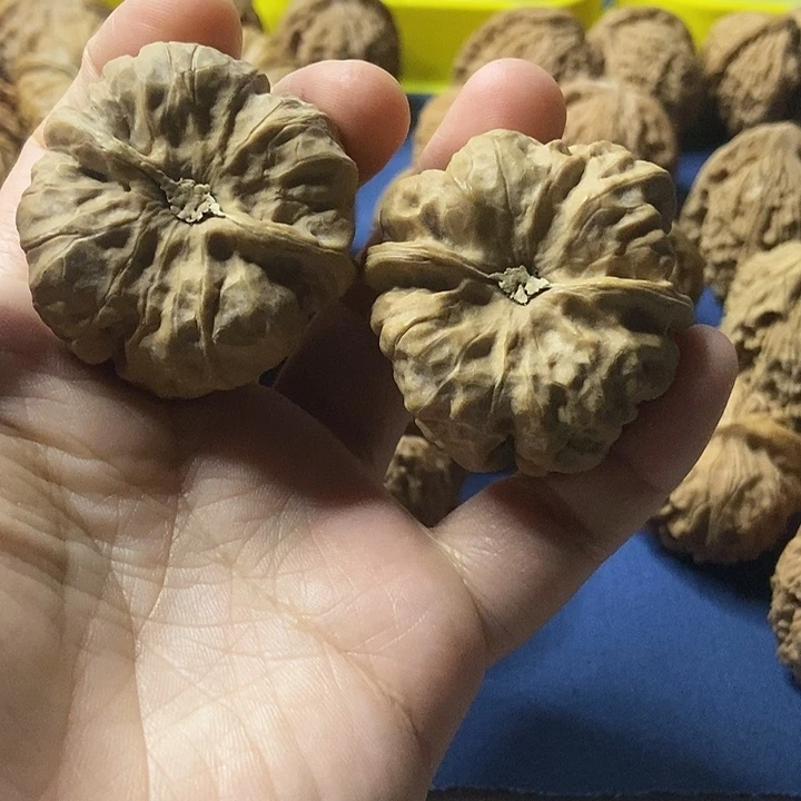 蝎***莱文玩核桃  蛤蟆头40