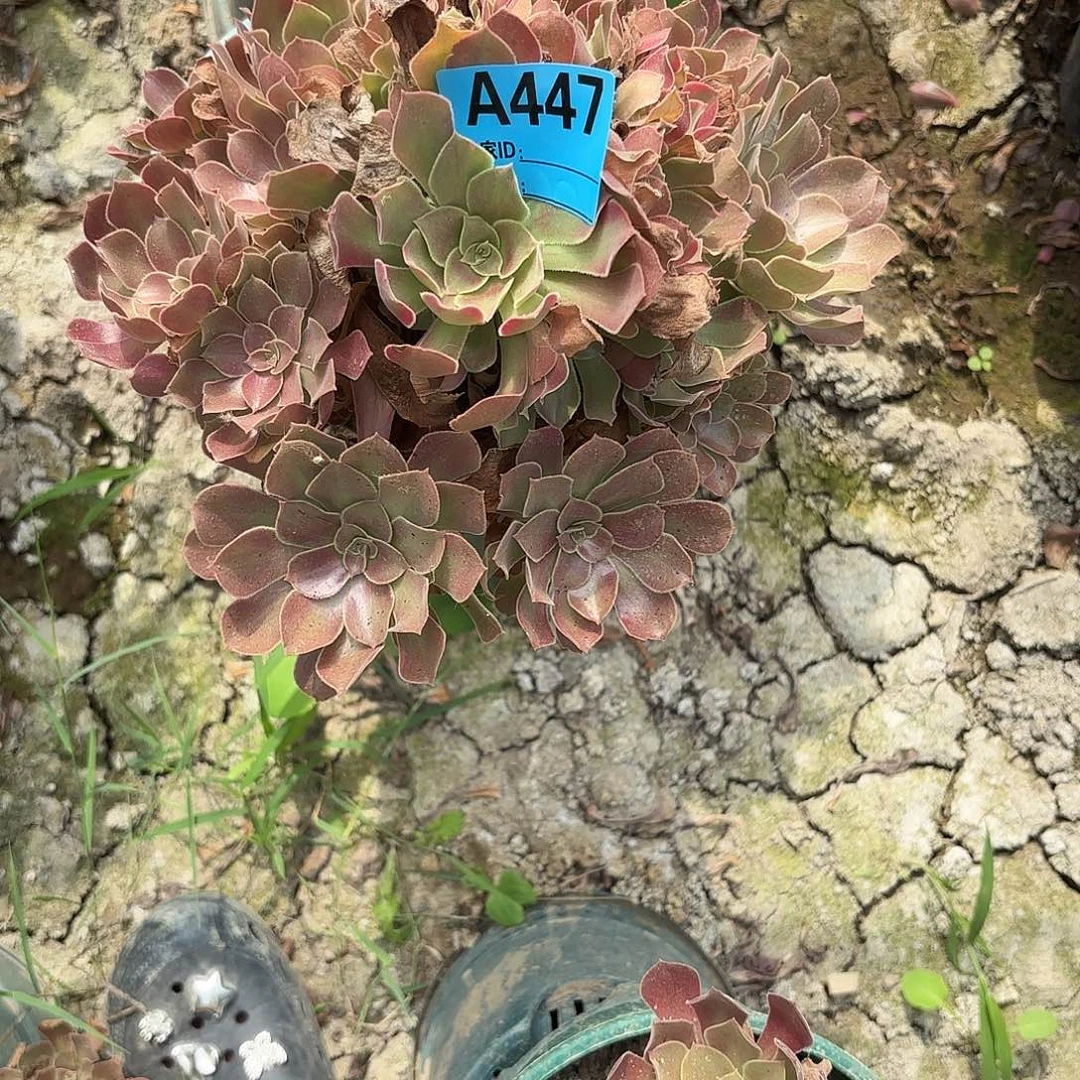 韶秀七彩93-50-447