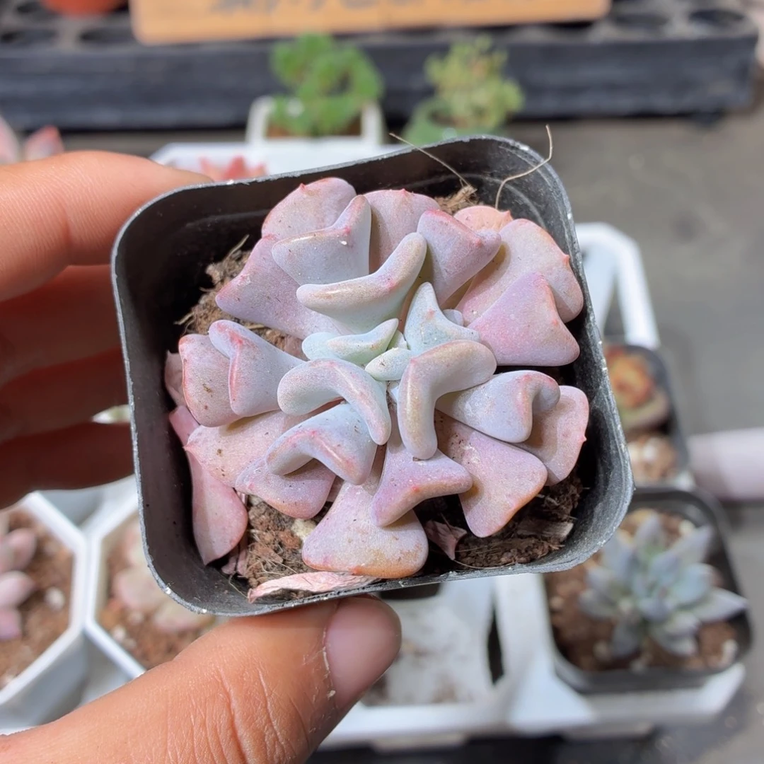 雪精灵多肉9.9包邮发货