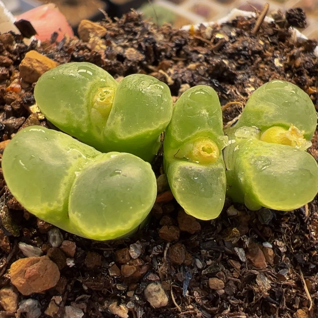 064多肉植物种类多样