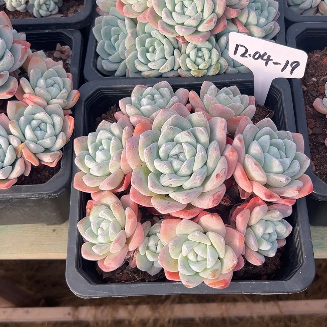 锦***叶1204-19冰玉多肉植物