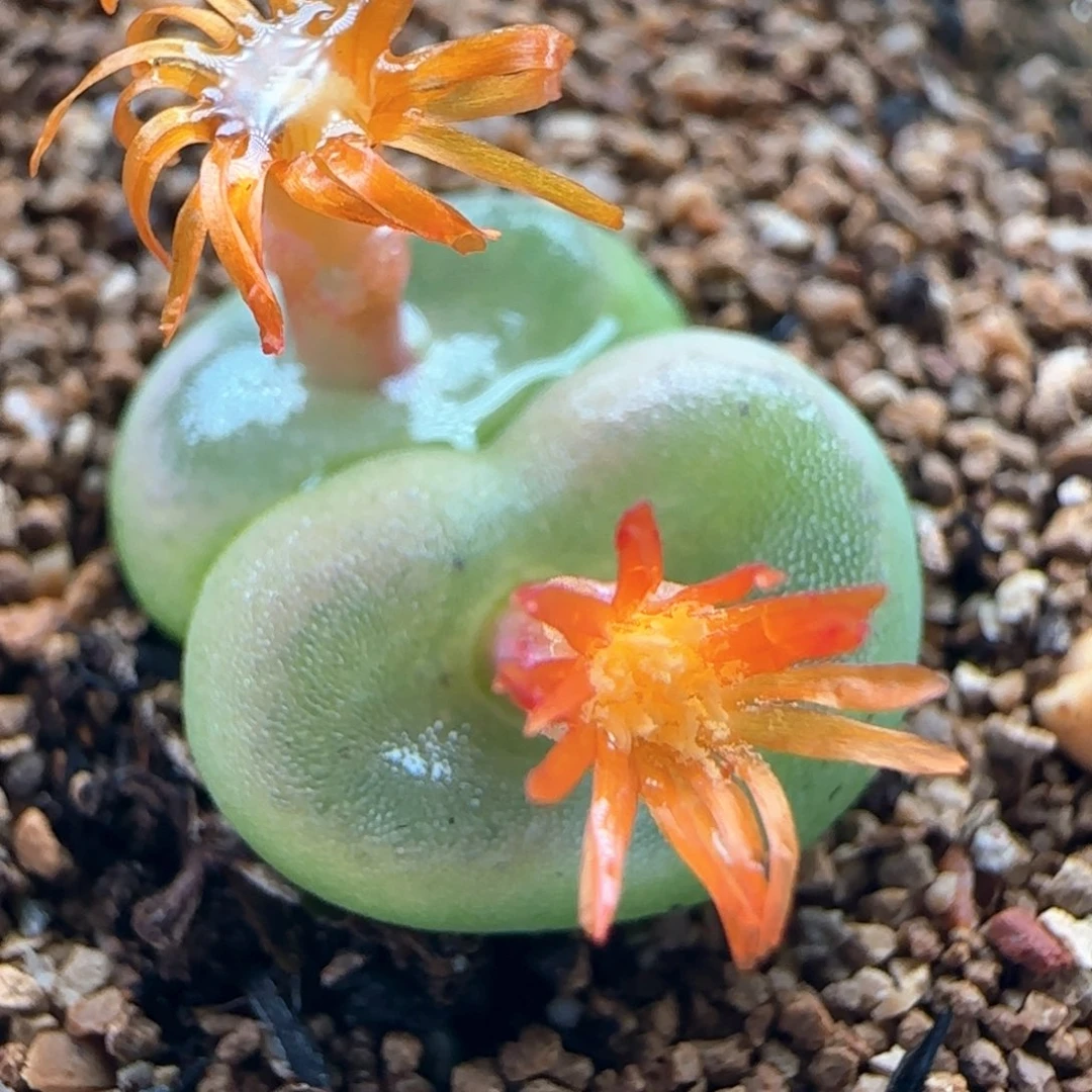 0541/双头水晶鞋/