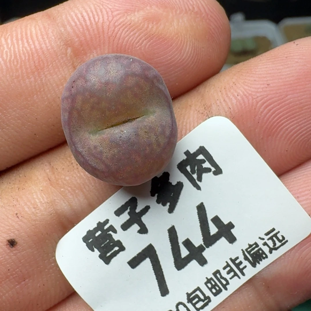 毛杂。