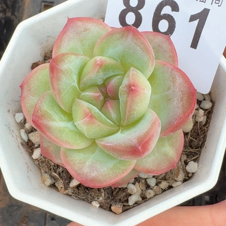 孤品珍妮麦秆  开播福利多肉植物