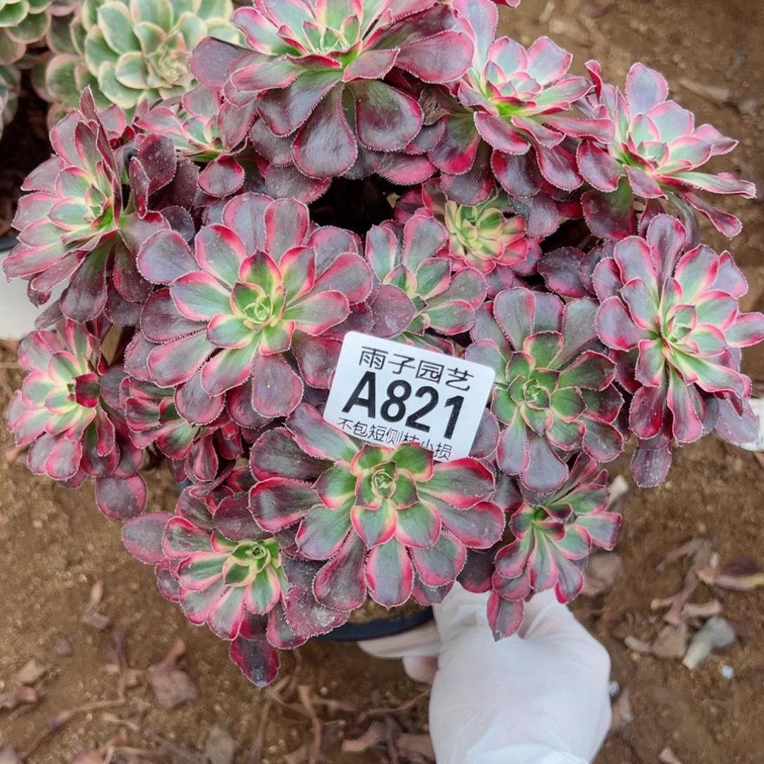 821丽娜尺寸20左右