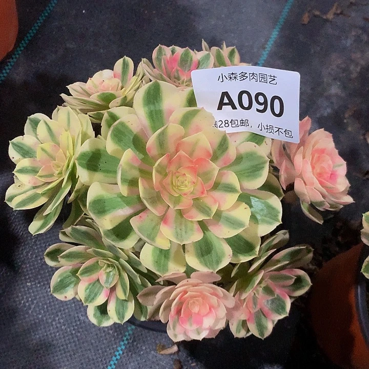 水**华090倾城不包生死