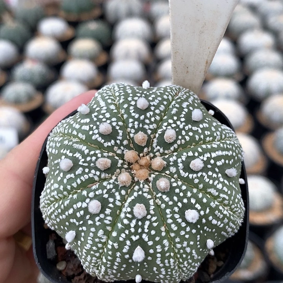 191海星兜系列福利