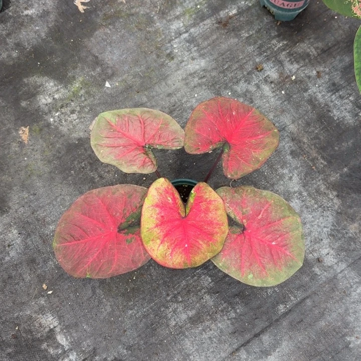 1***完全开放泰国彩叶芋