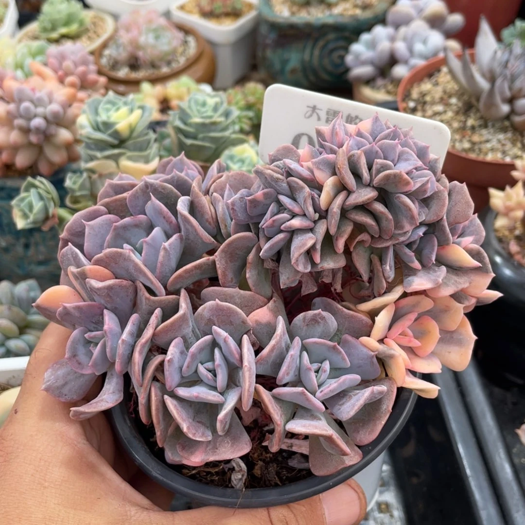 0089雪精灵锦缀不带盆13厘米