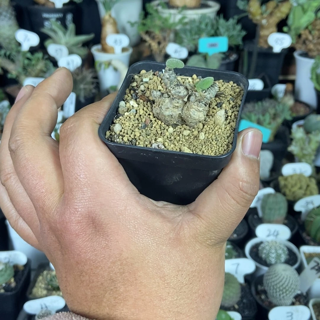 薛辉圣塔一物一拍