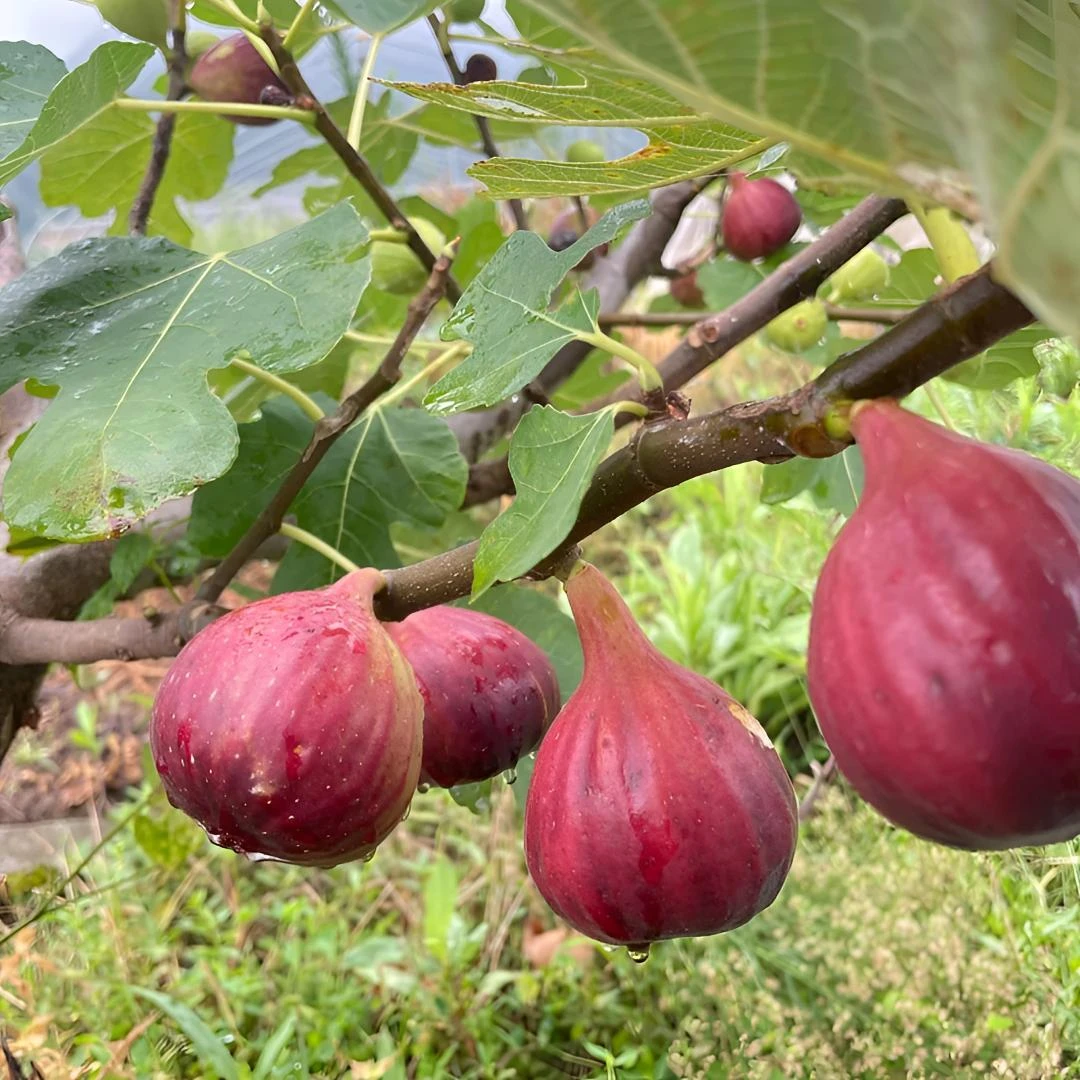 无花果挂果树苗水果苗四季耐热波姬红南北方阳台种植地栽结果盆栽