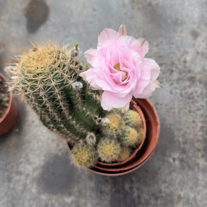 无花朵30 号彩草仙人球