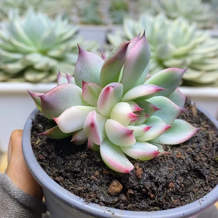 083锦锦锦锦锦锦锦锦
