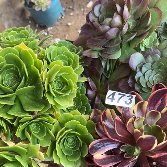 哥*多肉植物三个没售后