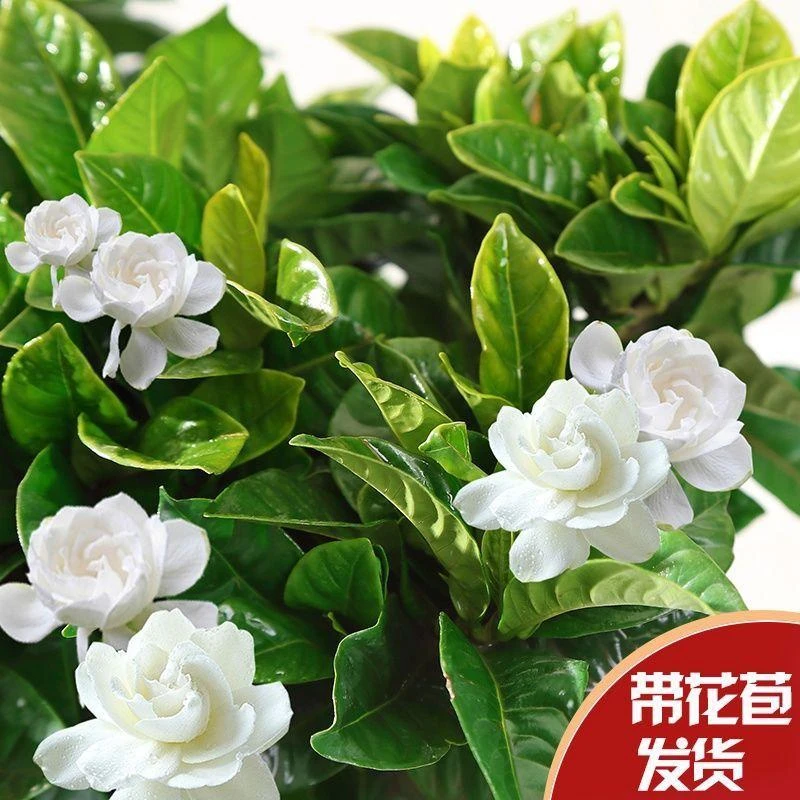 栀子花盆栽花卉绿植室内浓香花树苗四季好养常年开花净化阳台空气