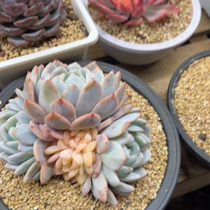 橙梦露锦 夏鸣园艺