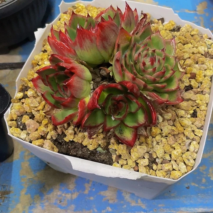 一物一拍一物一拍