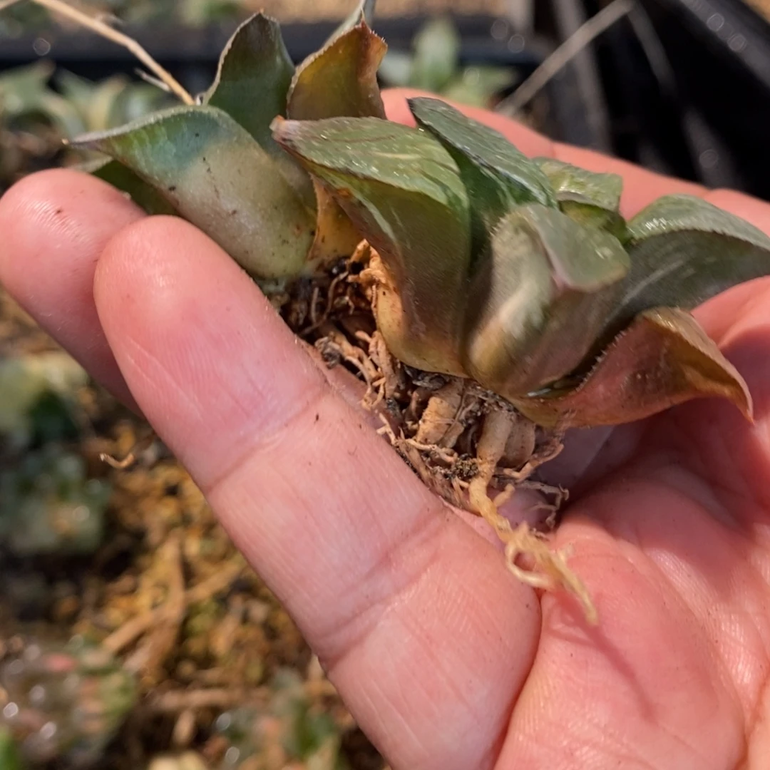 冬***冬1631 两颗一起 福利。