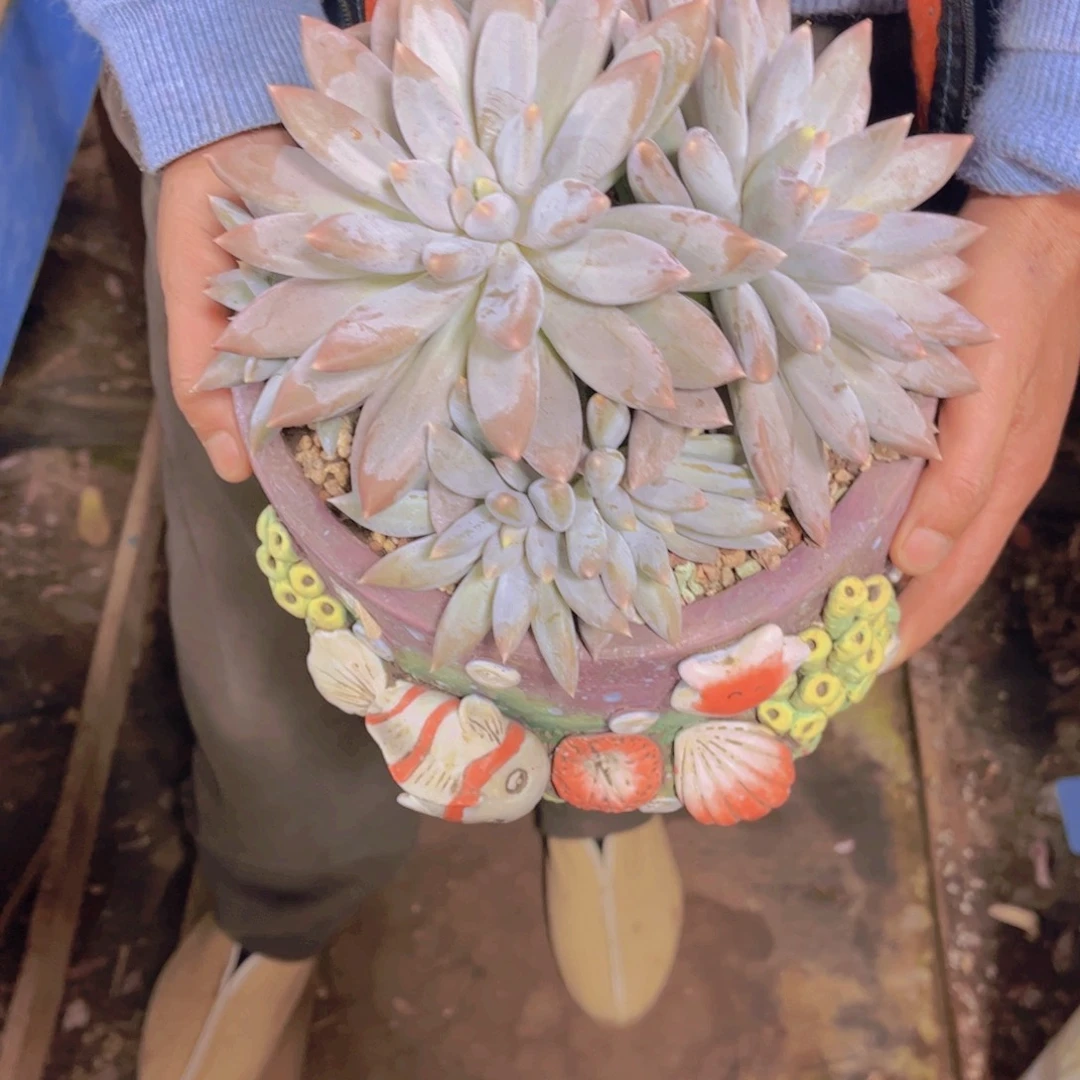 人***行多肉植物保护研究所所长的