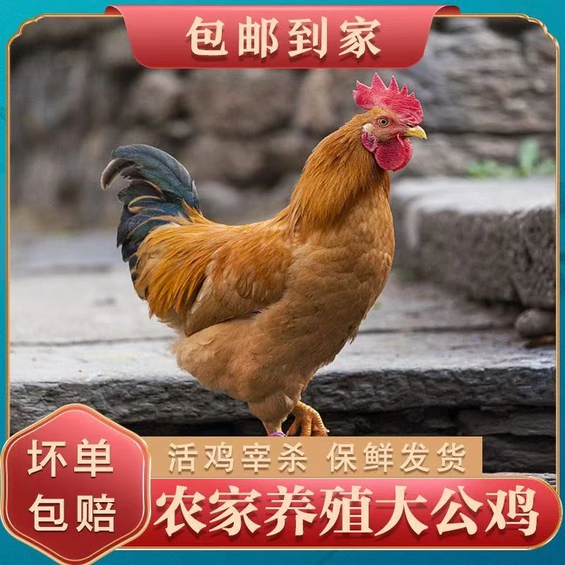 散养大公鸡 两只净重不低于四斤半！ 散养120天！五谷喂养活鸡现杀！