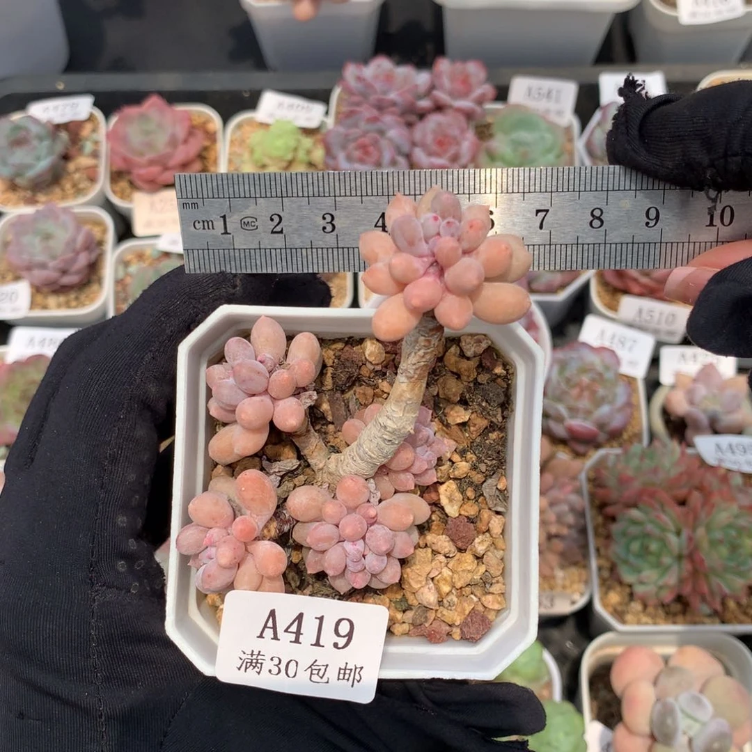 419五头婴儿手指冠服5.5