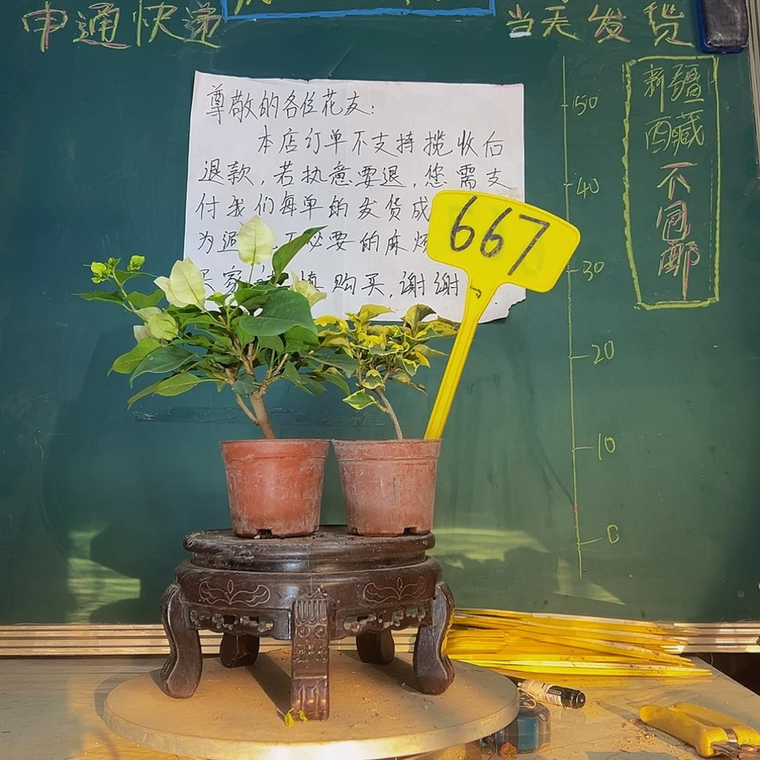 当前无花栽培后可以开花绿樱掌中宝 金边黄掌中宝667