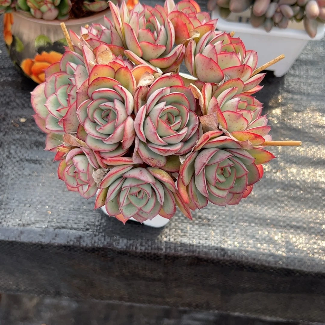 京***牡丹亭多肉一物一拍