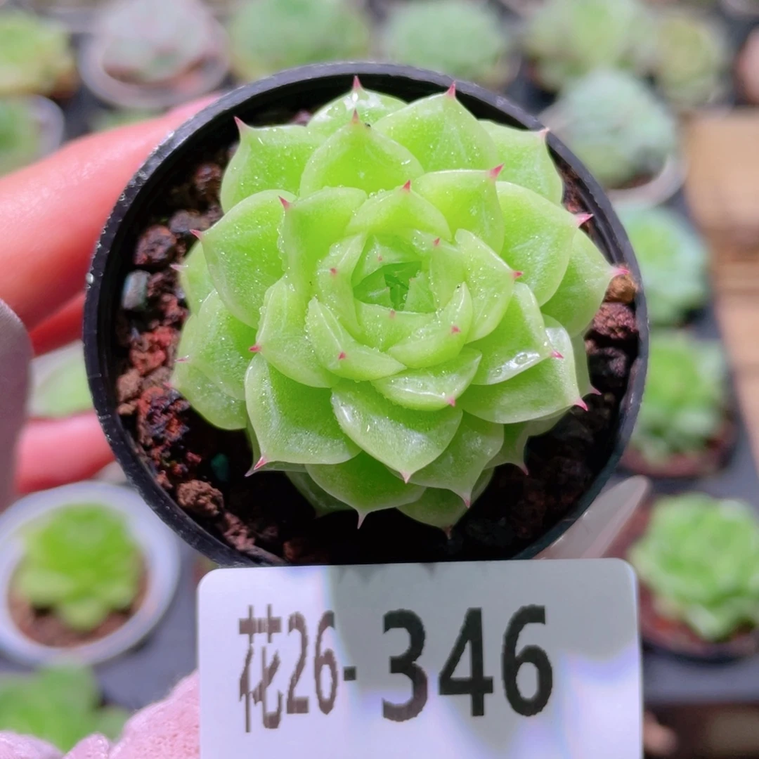 花利美26-346麦秆