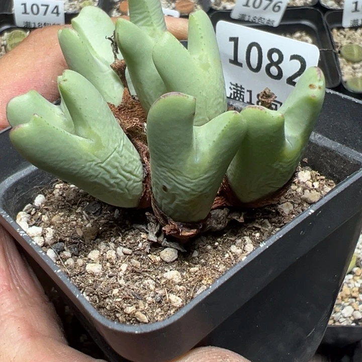 【闪购商品】 1082。