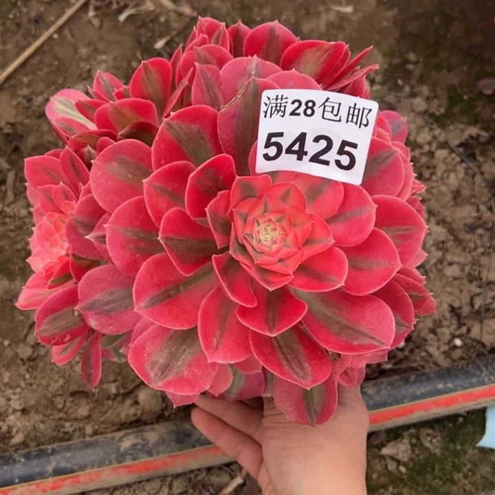 5425女巫多肉植物