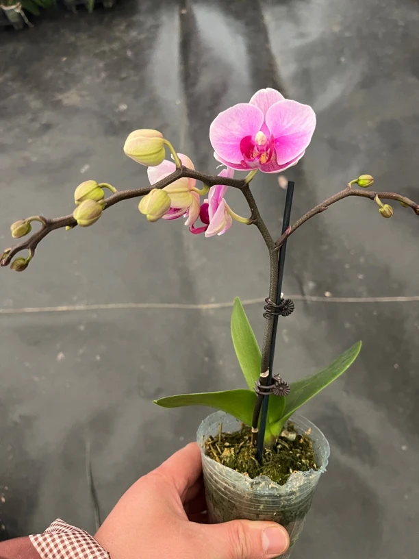 鲜花《宝贝》蝴蝶兰云南源头基地直发