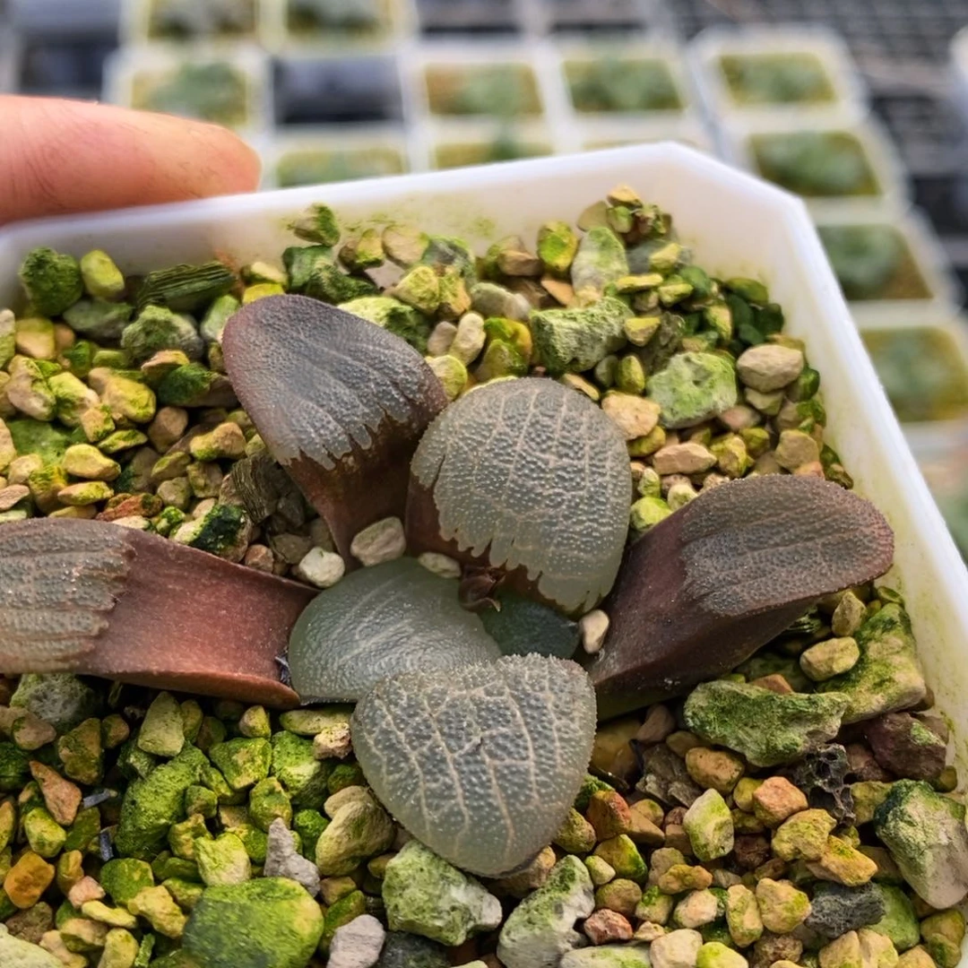 409号大型丸叶克多肉植物