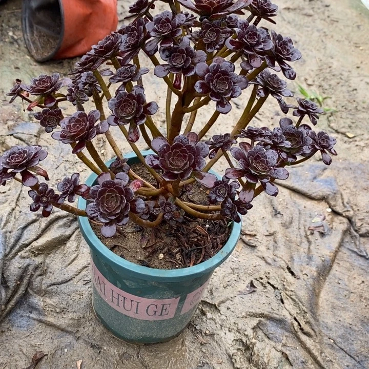 黑珍珠65多肉植物法师