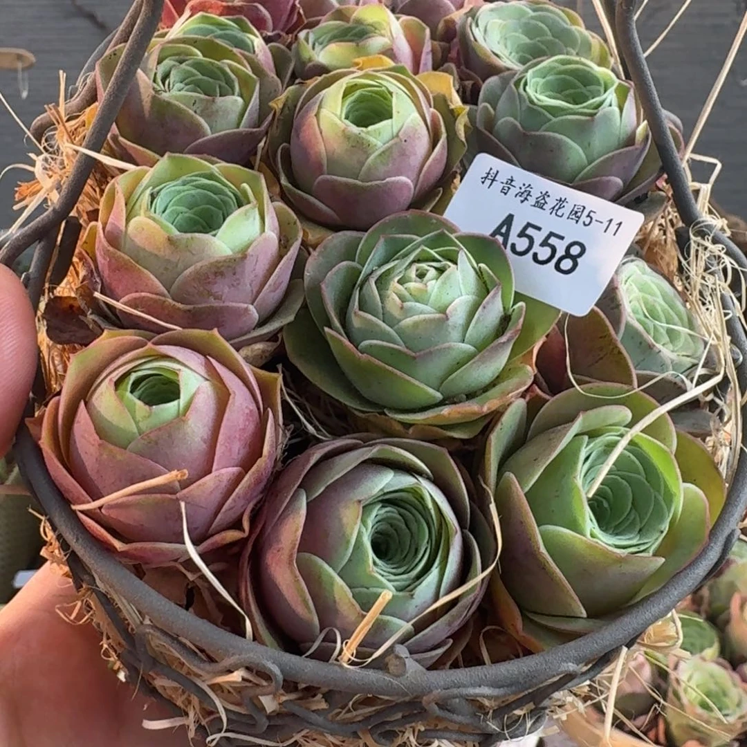 刘*A558 铁艺花篮玫瑰组合