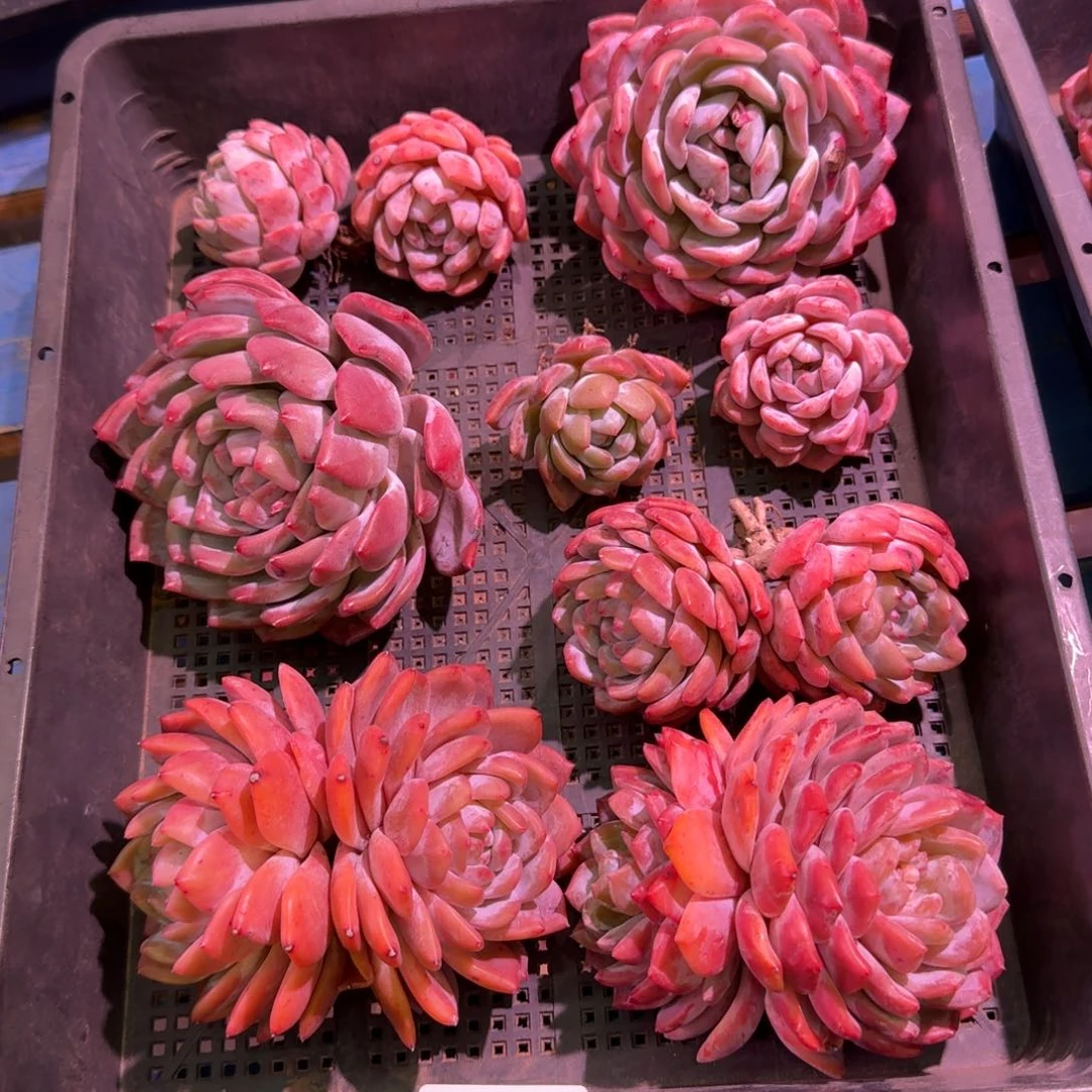 14号筐橙梦露脱土发货