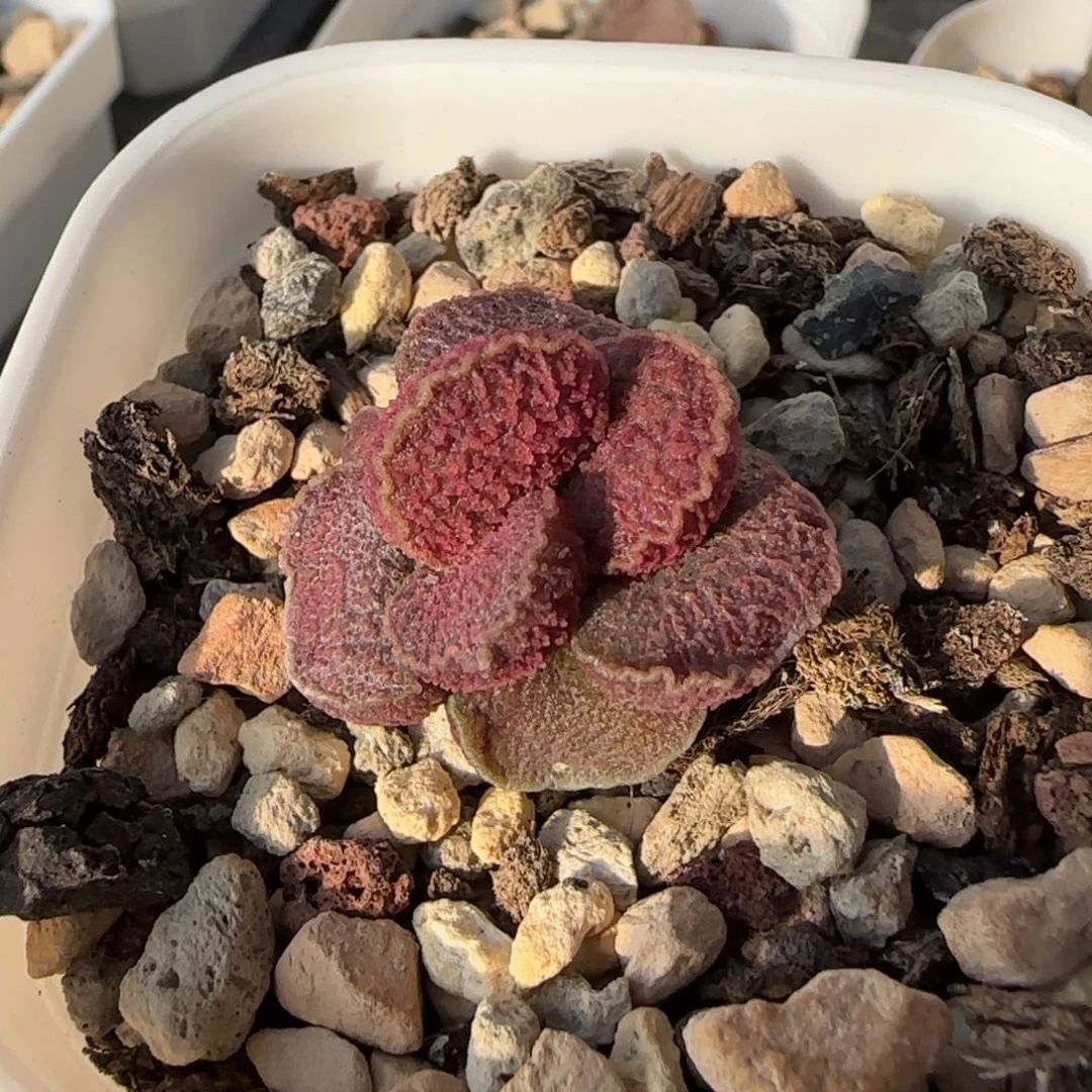 火凤凰多肉植物水泡