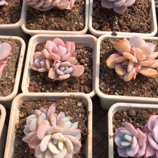 奶茶多肉植物以直播间为准