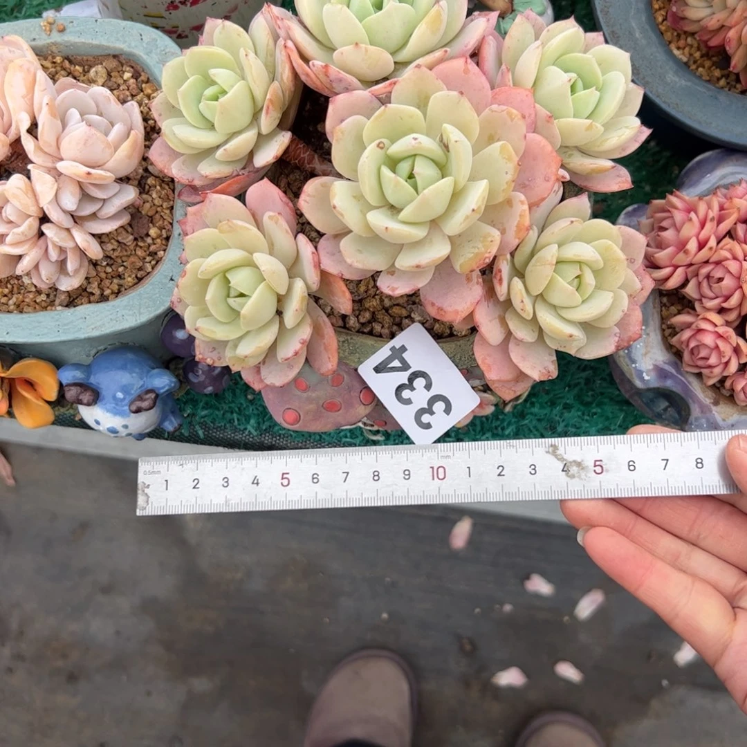 A**a334 多肉植物组合盆栽