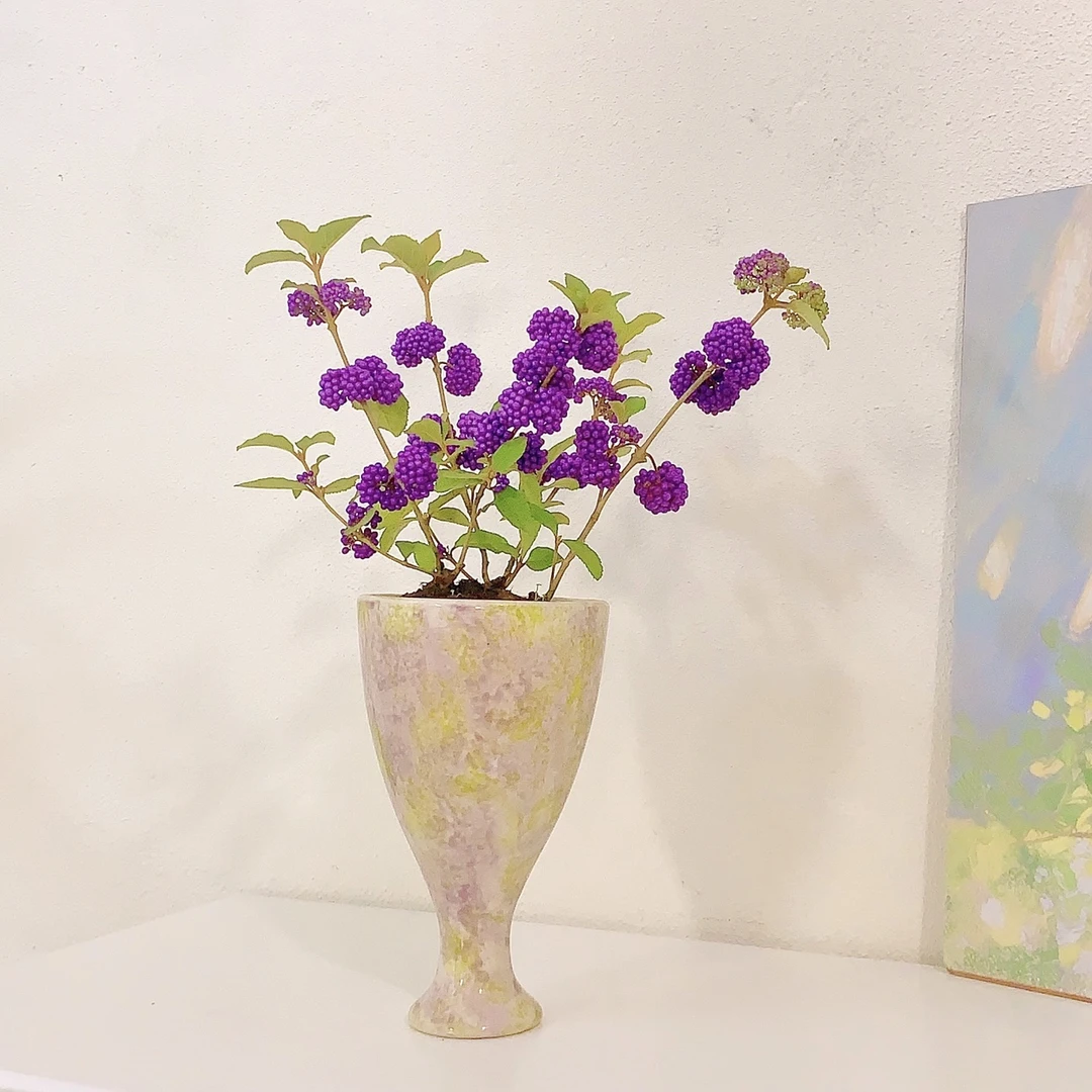 进口紫珠福珠开花结果带果阳台庭院飘窗紫色观果室内吸甲醛盆栽