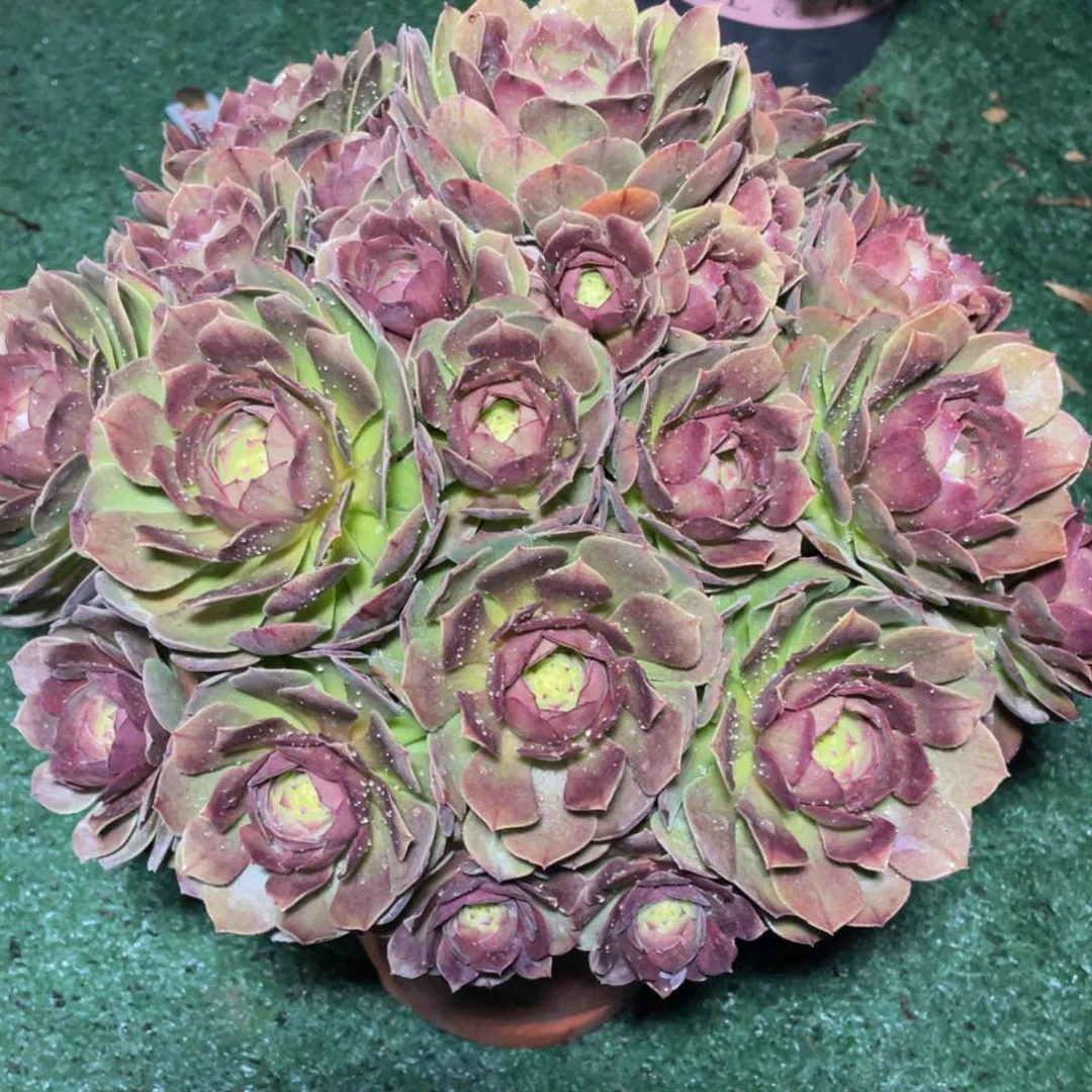 655沙拉碗朵朵精品法师多肉