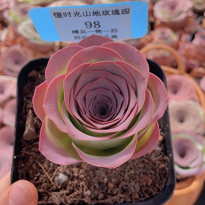山地玫瑰98裸根发货不售后