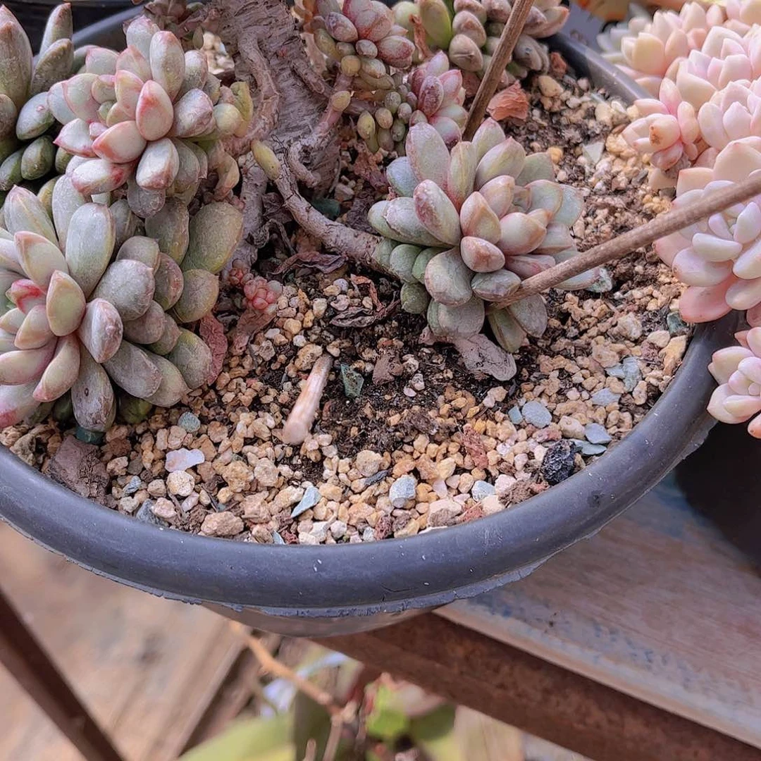 红陶?*然多肉植物保护