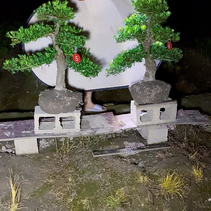 完全开放老桩罗汉松