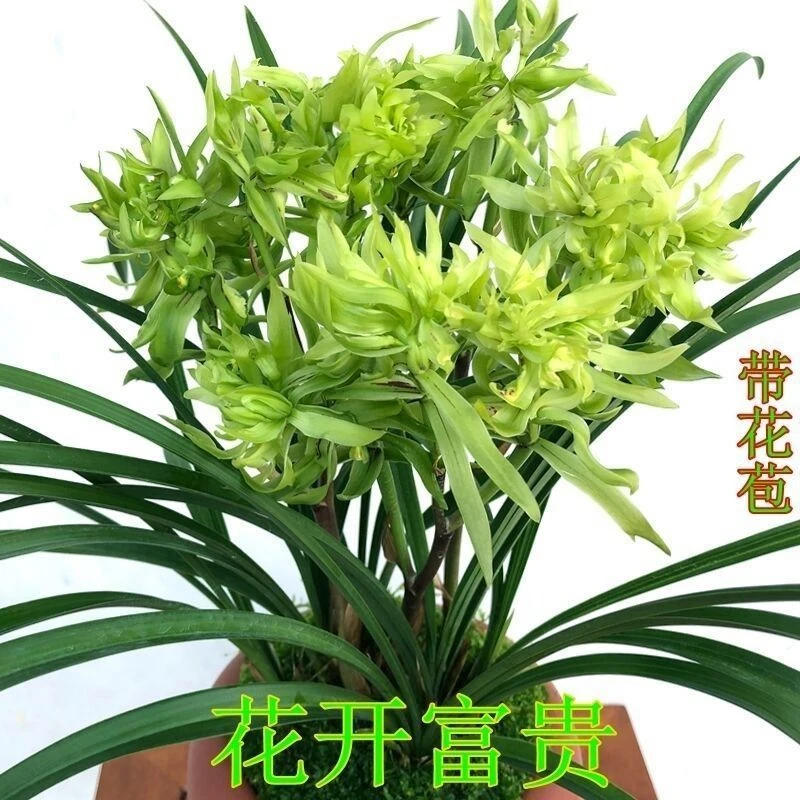 带花苞春兰花开富贵浓香型九仙牡丹室内绿植花卉盆栽好养名贵
