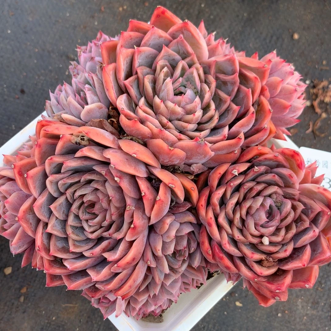 5031杂交多肉植物